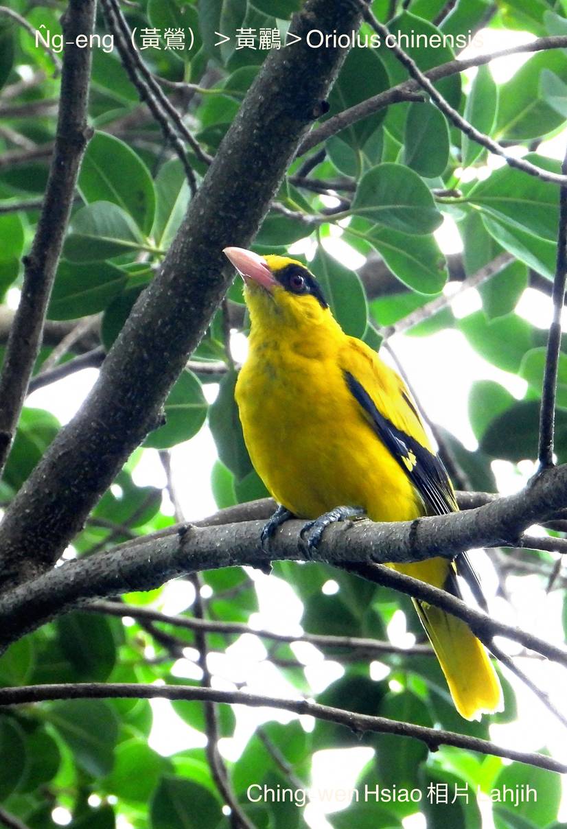 36-1. N̂g-eng(黃鶯) · 《還我台灣鳥仔名》